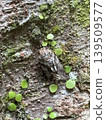 Ninemisemi stopped in the tree 139509577