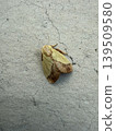 A broad-bordered green moth perched on a wall 139509580