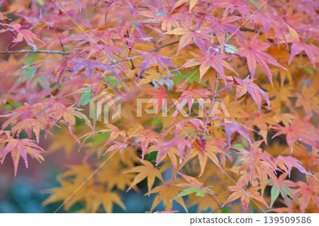 Bright red autumn leaves 139509586