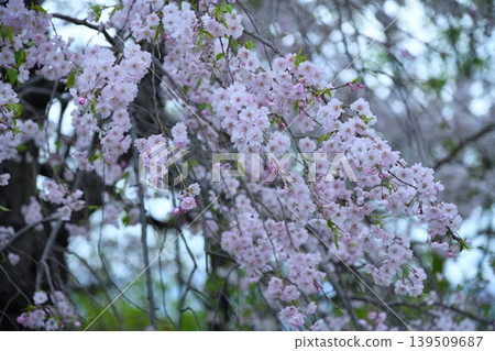 Weeping cherry blossoms after the rain Weeping cherry blossoms after the rain 139509687