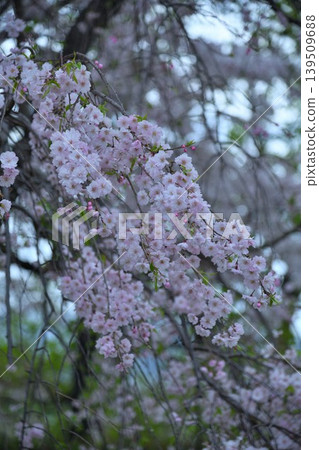 Weeping cherry blossoms after the rain Weeping cherry blossoms after the rain 139509688