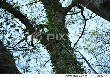 Ivy leaves covering the tree Ivy leaves covering the tree 139509734