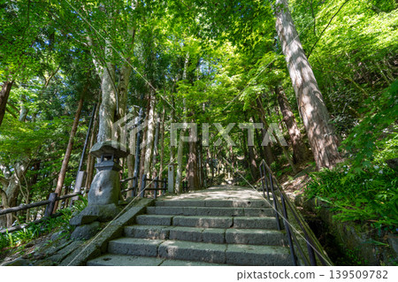 山形縣山寺的石階兩側是杉樹林，石階上掛滿了石燈籠。 139509782