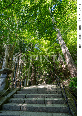 一幅構圖，從山形縣山寺的杉樹樹冠向上望去，可以看到石階。 139509783