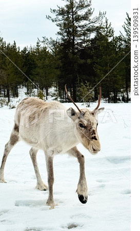 Reindeer Walking in Snowy Forest Landscape in Lapland Finland Reindeer Walking in Snowy Forest Landscape in Lapland Finland 139509831