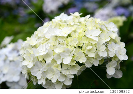 White hydrangea White hydrangea 139509832