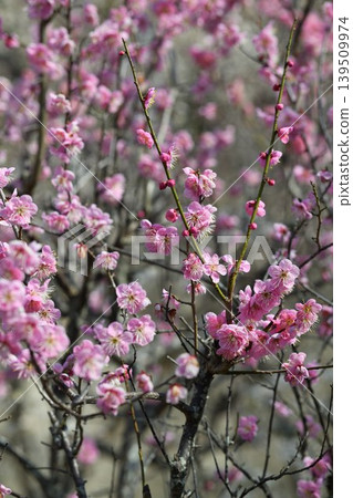 在藍天的桃紅色李子開花 在藍天的桃紅色李子開花 139509974