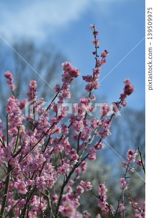 在藍天的桃紅色李子開花 在藍天的桃紅色李子開花 139509975