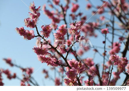 在藍天的桃紅色李子開花 在藍天的桃紅色李子開花 139509977