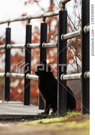A stray black cat with beautiful, dreamy autumn bokeh. A stray black cat with beautiful, dreamy autumn bokeh. 139509999