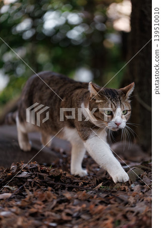 A stray cat with its front paws out like in a shogi game. 139510010