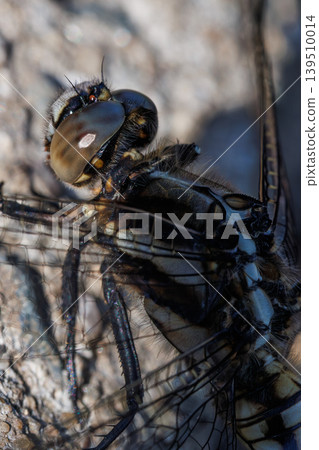 Macro photography of a newly emerged Common Skimmer dragonfly. Macro photography of a newly emerged Common Skimmer dragonfly. 139510014