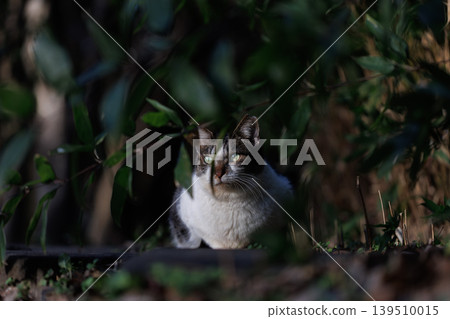A stray cat stares intently from the shadows of the bushes. A stray cat stares intently from the shadows of the bushes. 139510015