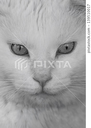 A black and white cat staring in extreme close-up. A black and white cat staring in extreme close-up. 139510017