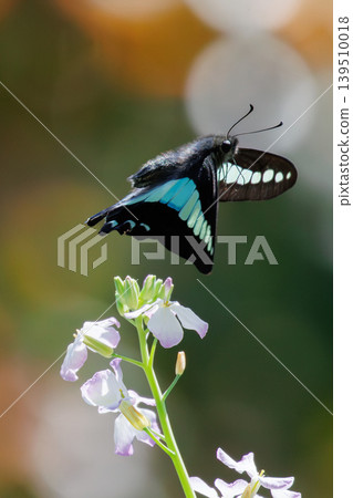 Aosujijeha harvesting flower nectar Aosujijeha harvesting flower nectar 139510018