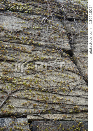 A climbing plant that grows by creeping up a massive stone wall. 139510034
