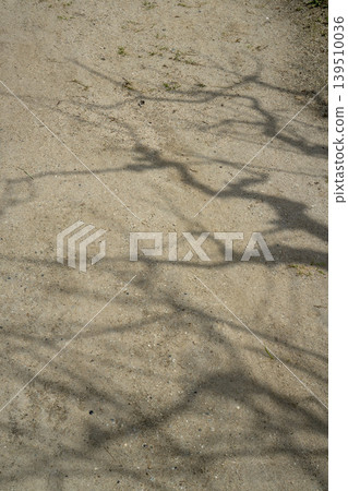 The shadow of tree branches stretching across the sandy ground The shadow of tree branches stretching across the sandy ground 139510036