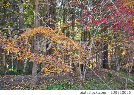 Autumnal leaves Autumnal leaves 139510096