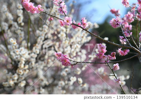 在藍天的李子開花 在藍天的李子開花 139510134