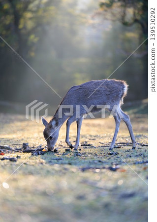 Autumn leaves and deer in Nara Park (Nara City, Nara Prefecture) 139510292