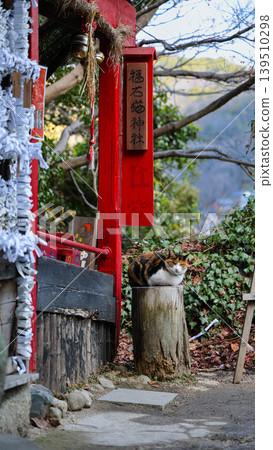 A cat on the Cat Alley leading to Senkoji Temple (Onomichi City, Hiroshima Prefecture) A cat on the Cat Alley leading to Senkoji Temple (Onomichi City, Hiroshima Prefecture) 139510298