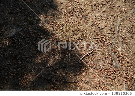 Acorns and shadows lying on the ground Acorns and shadows lying on the ground 139510306