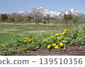 蒲公英和妙高山（水平方向） 139510356