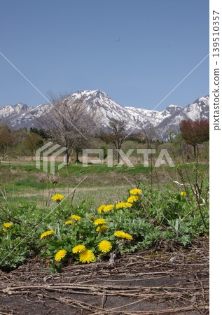 Dandelions and Mount Myoko (vertical orientation) Dandelions and Mount Myoko (vertical orientation) 139510357