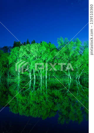 Submerged Forest Light-Up Submerged Forest Light-Up 139510360