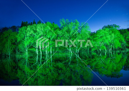 Submerged Forest Light-Up Submerged Forest Light-Up 139510361