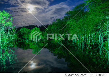 Submerged Forest Light-Up Submerged Forest Light-Up 139510362