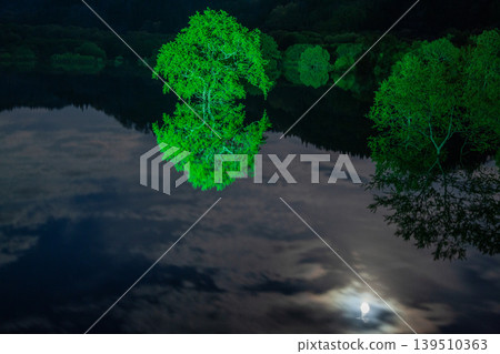 Submerged Forest Light-Up Submerged Forest Light-Up 139510363