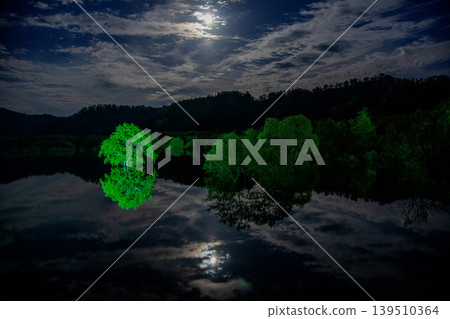 Submerged Forest Light-Up Submerged Forest Light-Up 139510364
