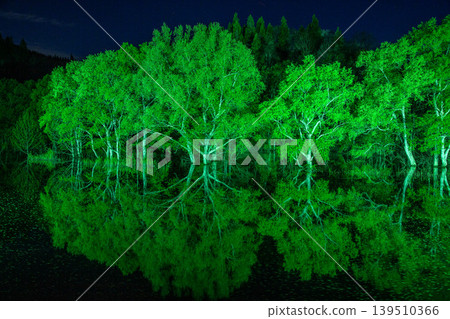 Submerged Forest Light-Up Submerged Forest Light-Up 139510366