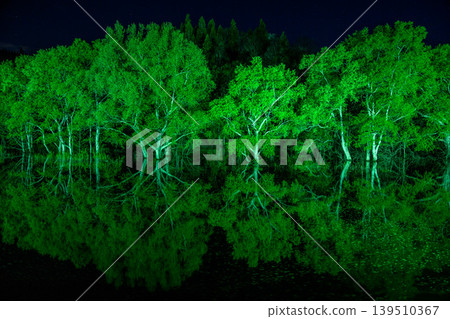 Submerged Forest Light-Up 139510367