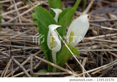Skunk cabbage flowers in the wetlands near Imori Pond. Skunk cabbage flowers in the wetlands near Imori Pond. 139510370
