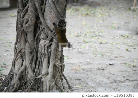 Taiwanese squirrel Taiwanese squirrel 139510395