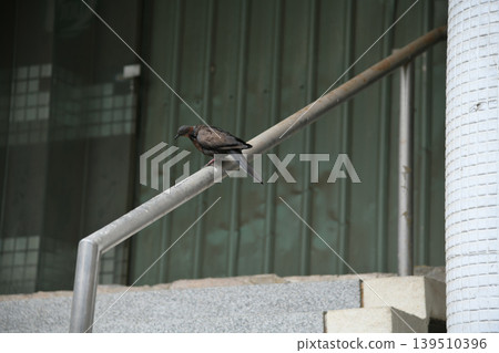 台灣斑鳩 139510396