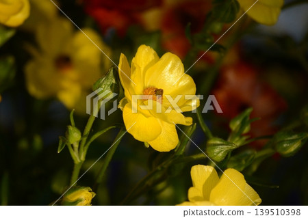 Ranunculus Ranunculus 139510398
