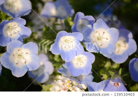 Nemophila Nemophila 139510403