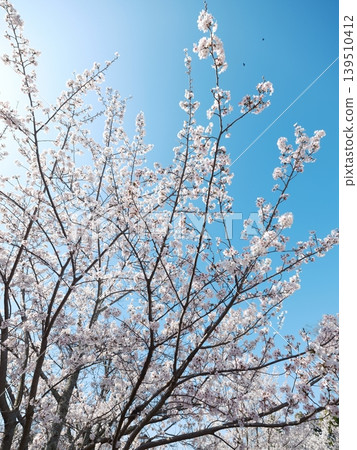 Cherry blossoms Cherry blossoms 139510412