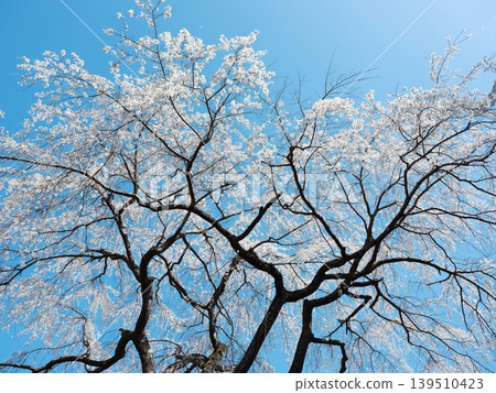櫻花 櫻花 139510423