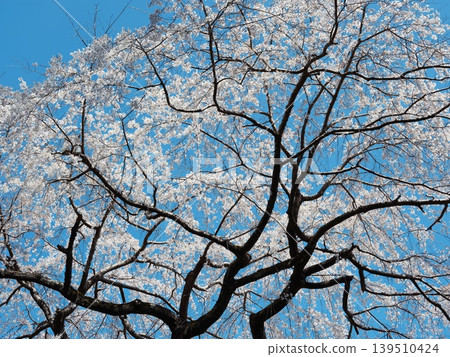 櫻花 139510424