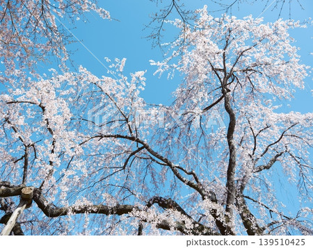 櫻花 櫻花 139510425
