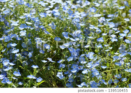 藍色 nemophila 領域 139510455