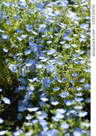 藍色 nemophila 領域 139510456