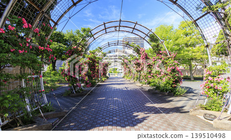 Rose of Yamashita Park Rose of Yamashita Park 139510498