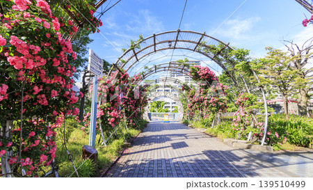 山下公園的玫瑰 139510499