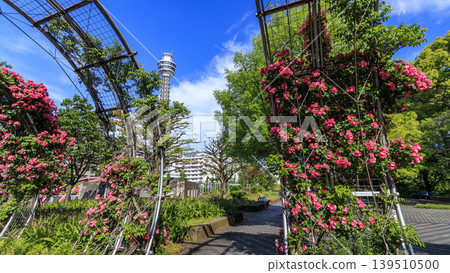 Rose of Yamashita Park Rose of Yamashita Park 139510500