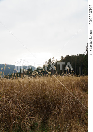 深秋的風景 139510545